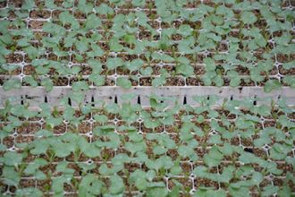 Gallerie Vorschau-Bild